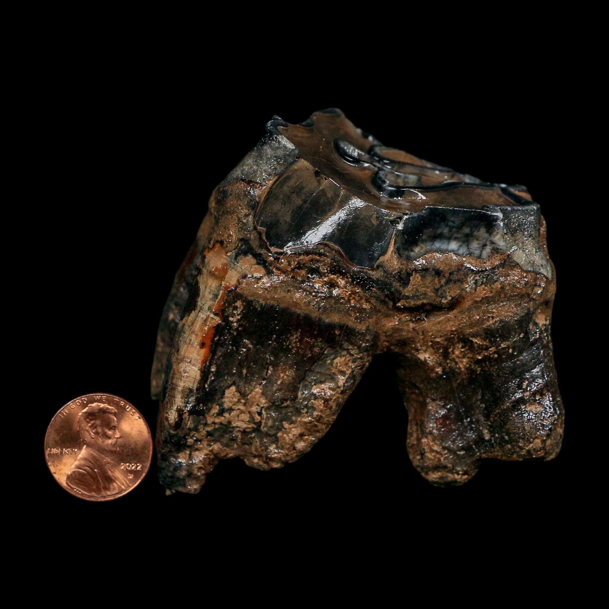 2.8" Woolly Rhinoceros Fossil Rooted Tooth Pleistocene Age Megafauna Russia COA