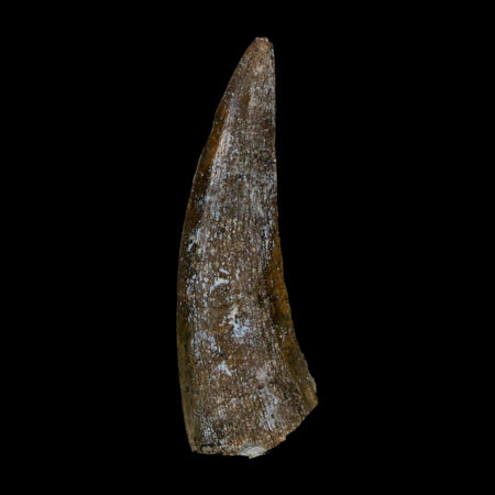 1.5" Suchomimus Fossil Tooth Cretaceous Spinosaurid Dinosaur Elraz FM Niger COA