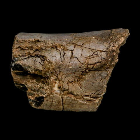 2.3" Allosaurus Fossil Metacarpal Bone Morrison FM Colorado Jurassic Dinosaur COA Stand - Fossil Age Minerals