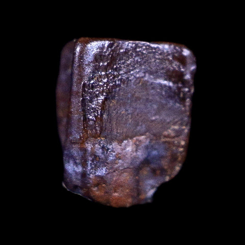 0.3" Lambeosaurus Fossil Tooth Judith River FM Montana Cretaceous Dinosaur COA - Fossil Age Minerals