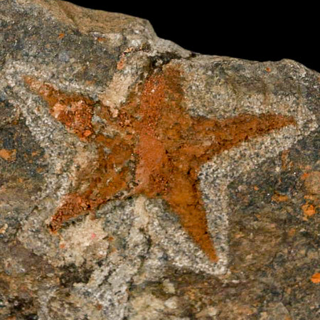 48MM Brittle Star Petraster Starfish Fossil Ordovician Age Blekus Morocco COA