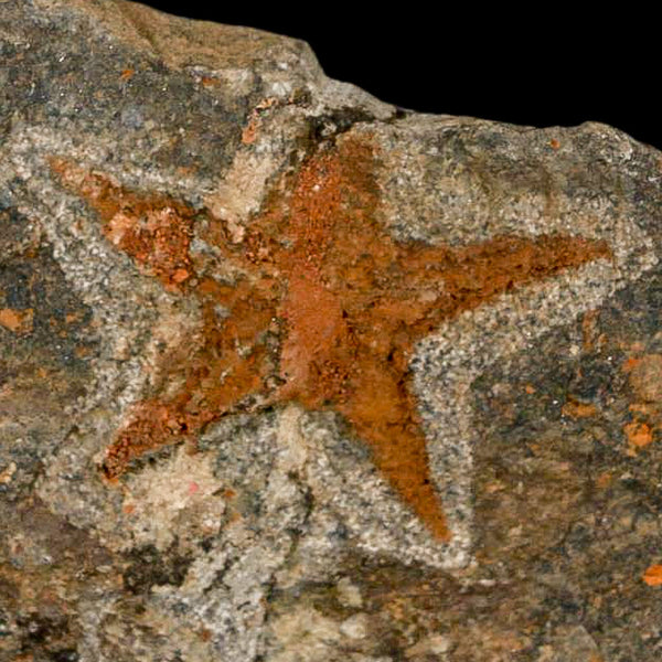48MM Brittle Star Petraster Starfish Fossil Ordovician Age Blekus Morocco COA