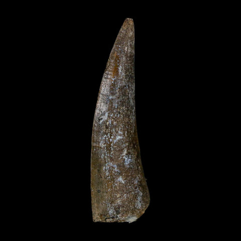 1.5" Suchomimus Fossil Tooth Cretaceous Spinosaurid Dinosaur Elraz FM Niger COA - Fossil Age Minerals