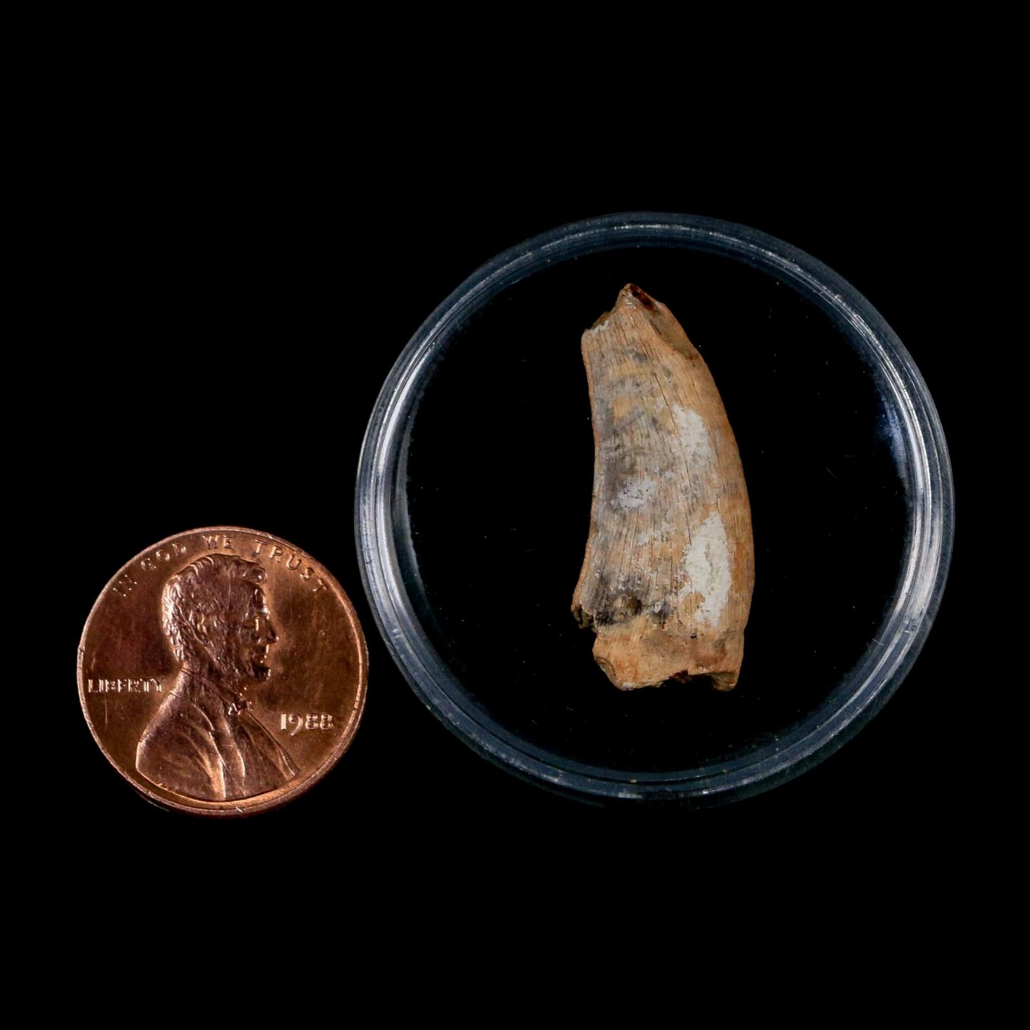 1" Nanotyrannus Tyrannosaurus Fossil Tooth Dinosaur Lance Creek FM WY COA - Fossil Age Minerals