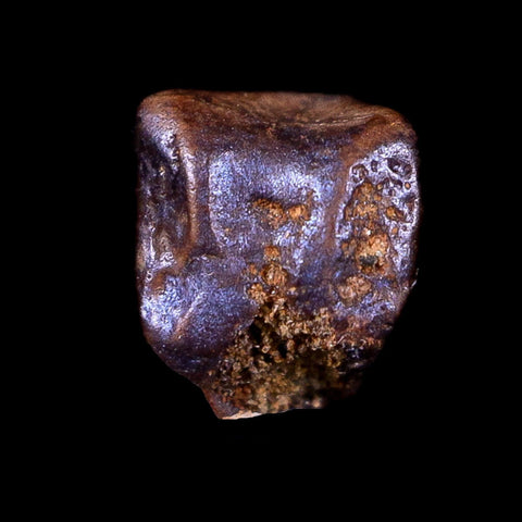 0.3" Lambeosaurus Fossil Tooth Judith River FM Montana Cretaceous Dinosaur COA - Fossil Age Minerals
