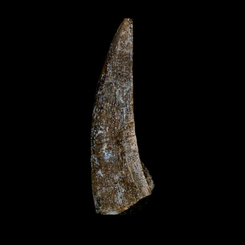 1.5" Suchomimus Fossil Tooth Cretaceous Spinosaurid Dinosaur Elraz FM Niger COA - Fossil Age Minerals