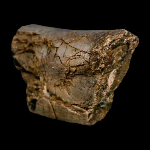 2.3" Allosaurus Fossil Metacarpal Bone Morrison FM Colorado Jurassic Dinosaur COA Stand - Fossil Age Minerals