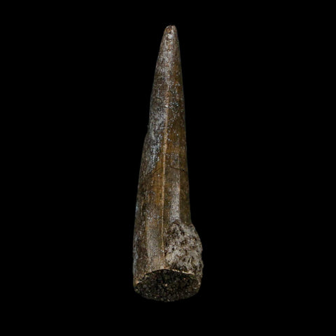 1.5" Suchomimus Fossil Tooth Cretaceous Spinosaurid Dinosaur Elraz FM Niger COA - Fossil Age Minerals
