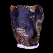 0.3" Lambeosaurus Fossil Tooth Judith River FM Montana Cretaceous Dinosaur COA