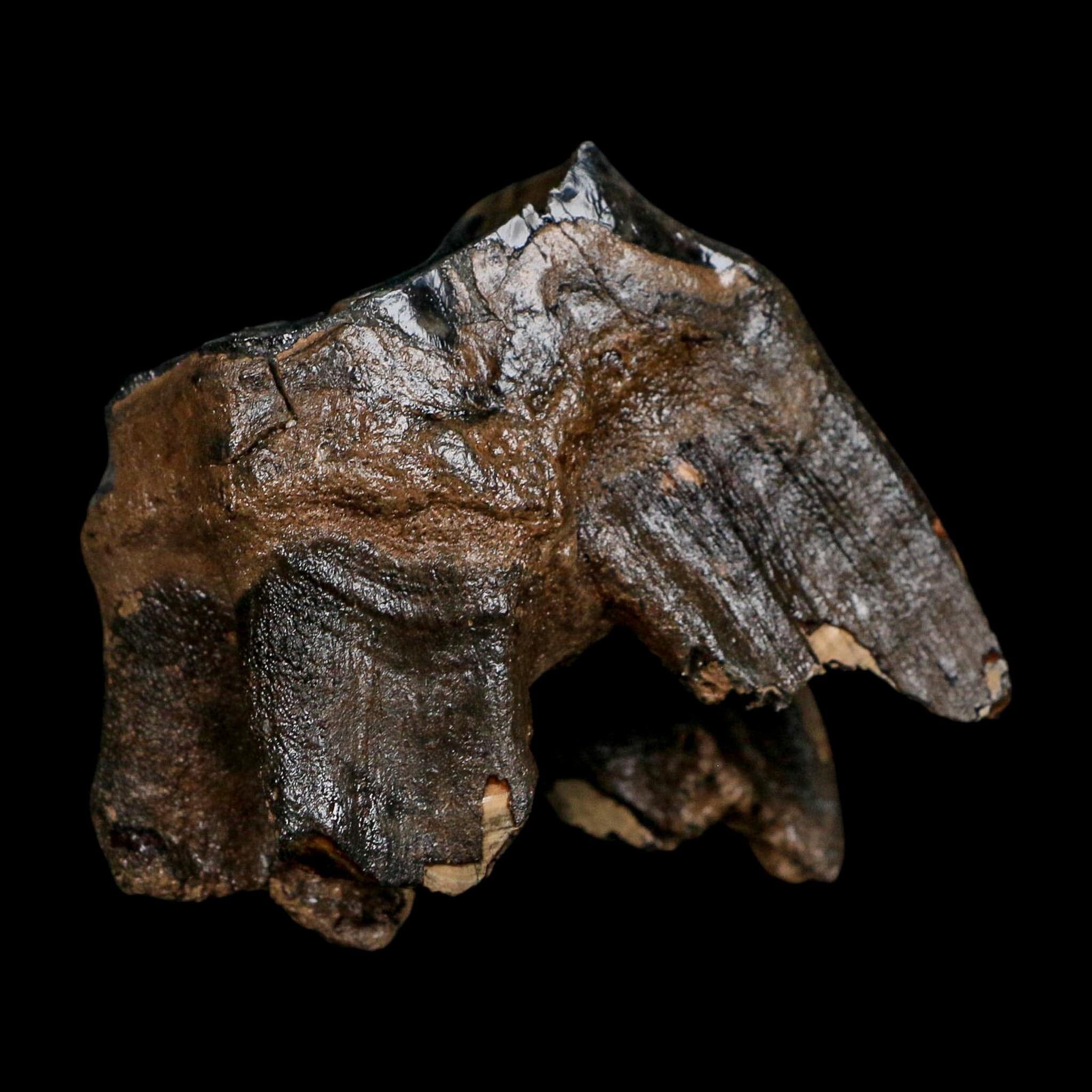 2.8" Woolly Rhinoceros Fossil Rooted Tooth Pleistocene Age Megafauna Russia COA