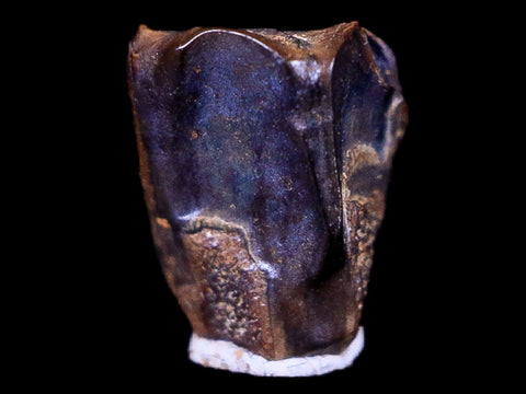 0.3" Lambeosaurus Fossil Tooth Judith River FM Montana Cretaceous Dinosaur COA - Fossil Age Minerals