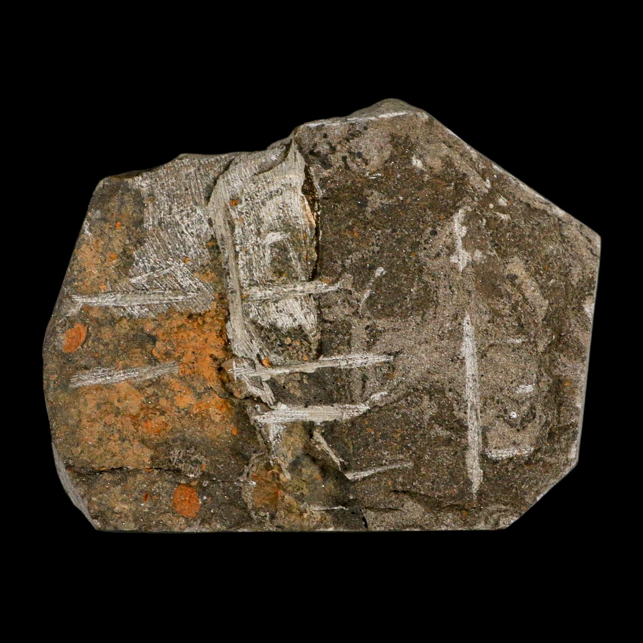 48MM Brittle Star Petraster Starfish Fossil Ordovician Age Blekus Morocco COA - Fossil Age Minerals