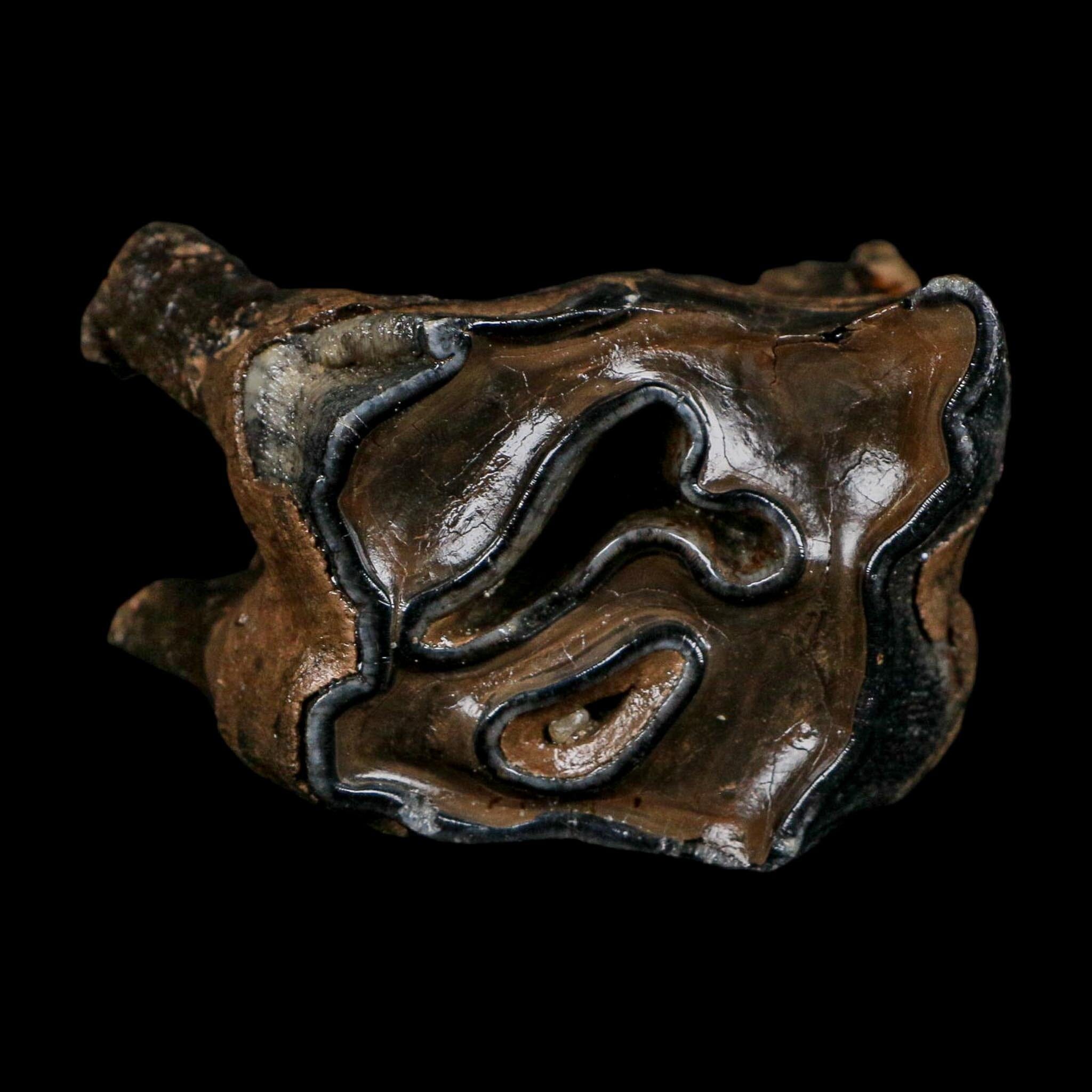 2.8" Woolly Rhinoceros Fossil Rooted Tooth Pleistocene Age Megafauna Russia COA