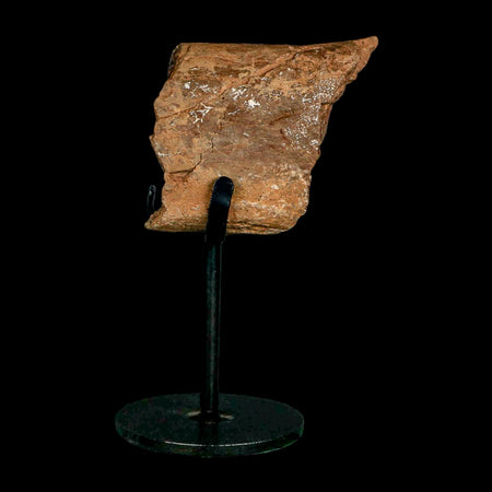 2.3" Allosaurus Fossil Metatarsal Bone Morrison FM Colorado Jurassic Dinosaur COA Stand