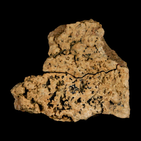 1.5" Ankylosaurus Fossil Skull Bone Judith River FM Cretaceous Dinosaur MT COA