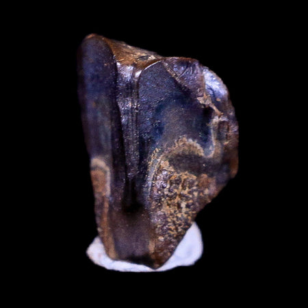 0.3" Lambeosaurus Fossil Tooth Judith River FM Montana Cretaceous Dinosaur COA