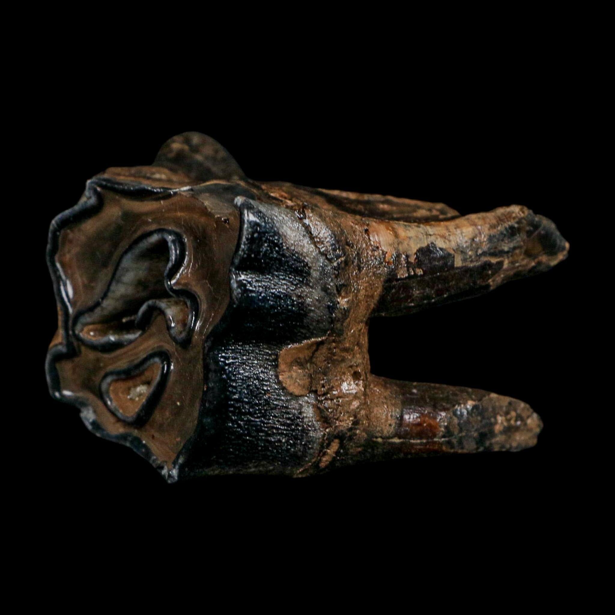 2.8" Woolly Rhinoceros Fossil Rooted Tooth Pleistocene Age Megafauna Russia COA