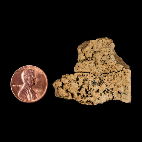 1.5" Ankylosaurus Fossil Skull Bone Judith River FM Cretaceous Dinosaur MT COA