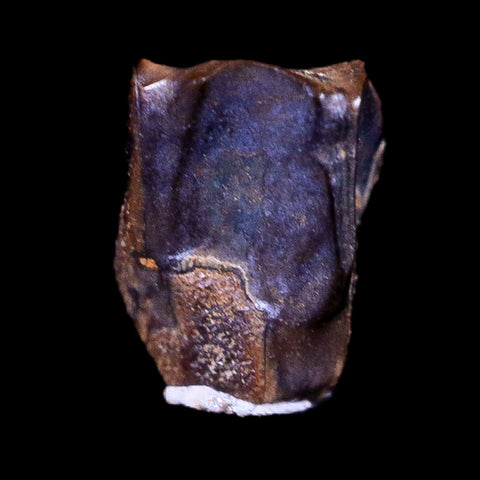 0.3" Lambeosaurus Fossil Tooth Judith River FM Montana Cretaceous Dinosaur COA - Fossil Age Minerals