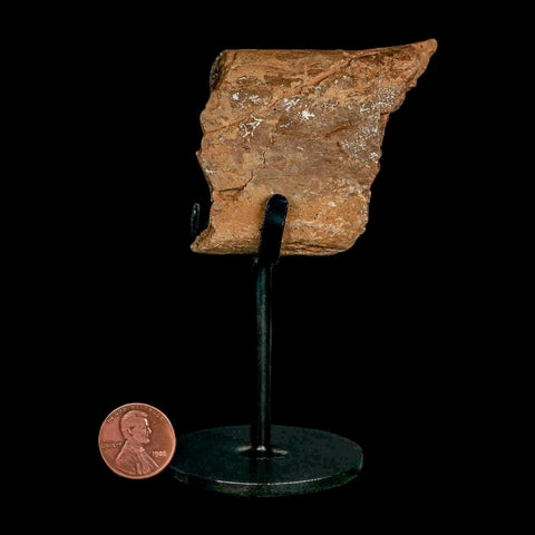 2.3" Allosaurus Fossil Metatarsal Bone Morrison FM Colorado Jurassic Dinosaur COA Stand