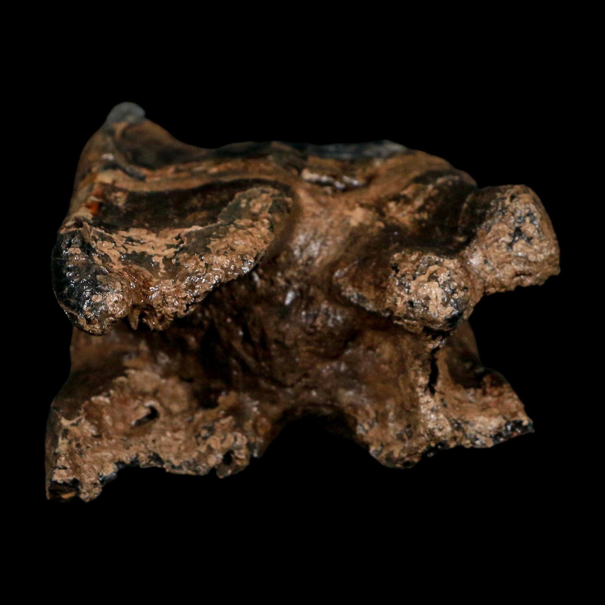 2.8" Woolly Rhinoceros Fossil Rooted Tooth Pleistocene Age Megafauna Russia COA