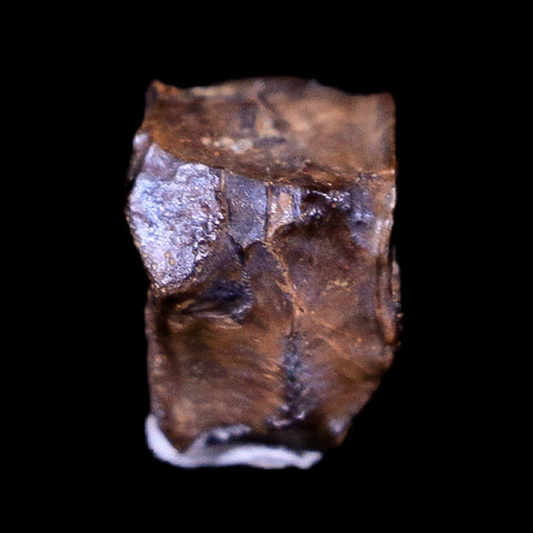 0.3" Lambeosaurus Fossil Tooth Judith River FM Montana Cretaceous Dinosaur COA - Fossil Age Minerals