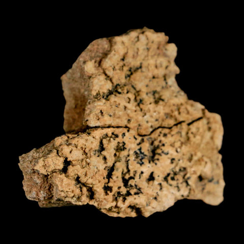 1.5" Ankylosaurus Fossil Skull Bone Judith River FM Cretaceous Dinosaur MT COA