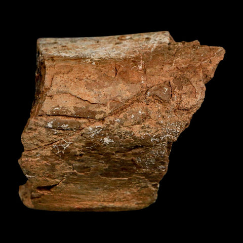 2.3" Allosaurus Fossil Metatarsal Bone Morrison FM Colorado Jurassic Dinosaur COA Stand