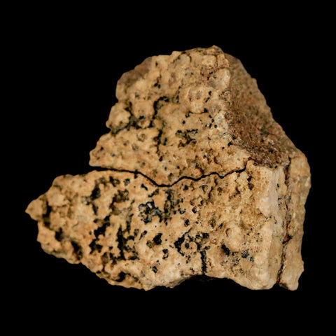 1.5" Ankylosaurus Fossil Skull Bone Judith River FM Cretaceous Dinosaur MT COA