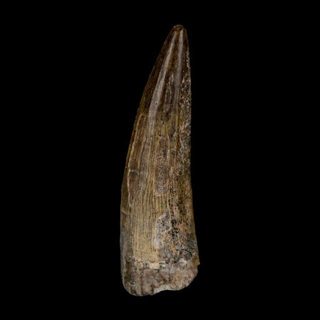 1.4" Suchomimus Fossil Tooth Cretaceous Spinosaurid Dinosaur Elraz FM Niger COA