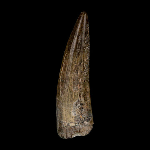 1.4" Suchomimus Fossil Tooth Cretaceous Spinosaurid Dinosaur Elraz FM Niger COA - Fossil Age Minerals