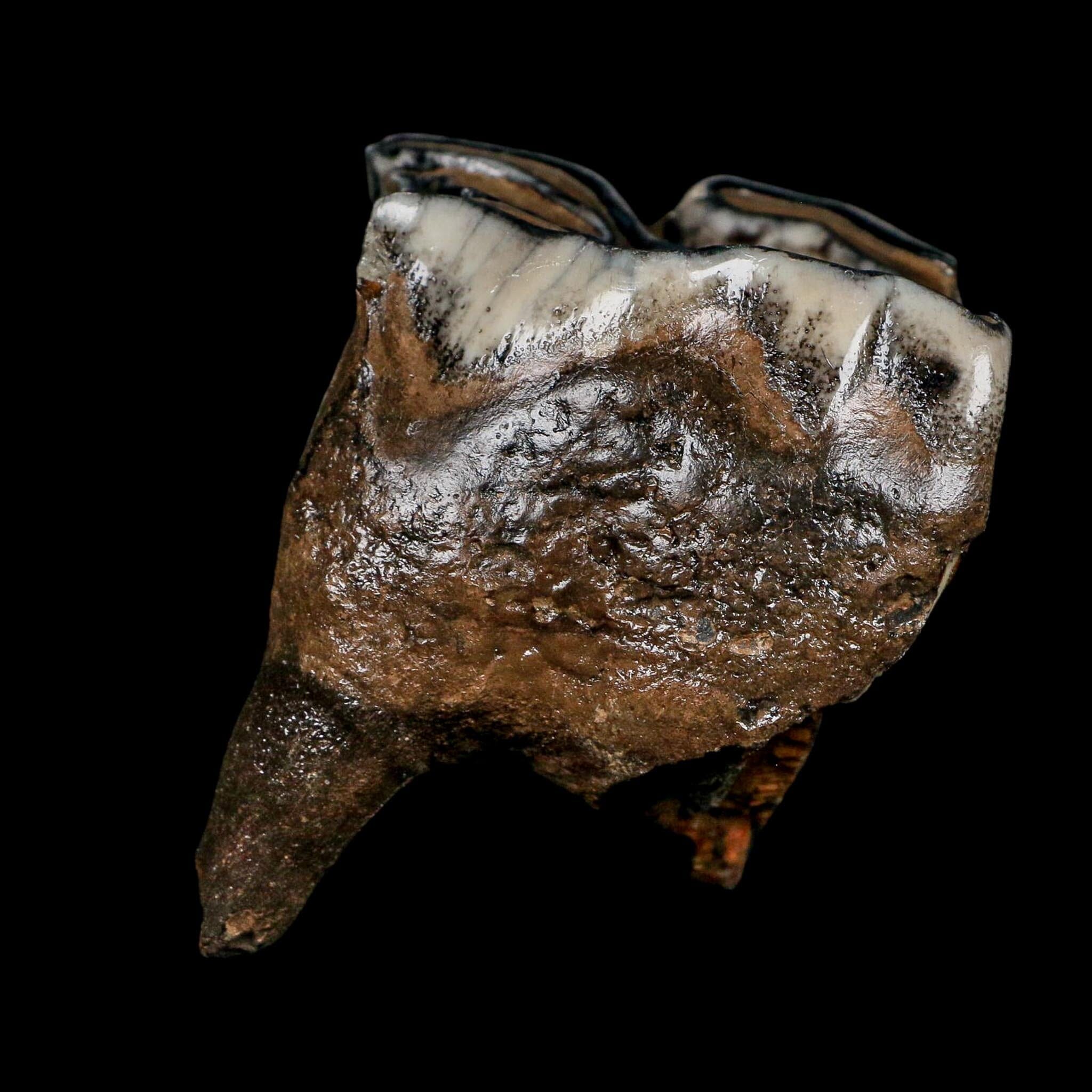 2.9" Woolly Rhinoceros Fossil Rooted Tooth Pleistocene Age Megafauna Russia COA