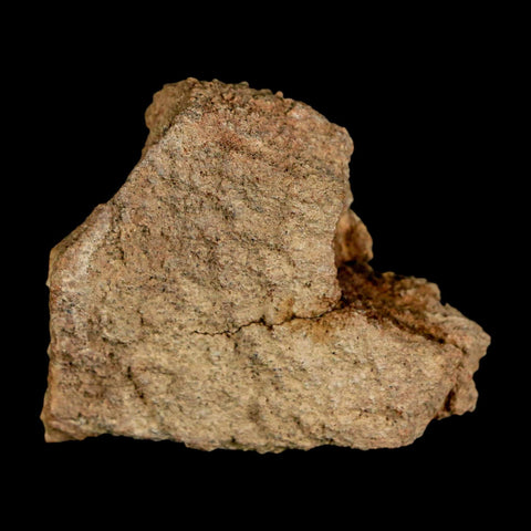 1.5" Ankylosaurus Fossil Skull Bone Judith River FM Cretaceous Dinosaur MT COA