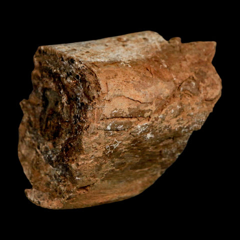 2.3" Allosaurus Fossil Metatarsal Bone Morrison FM Colorado Jurassic Dinosaur COA Stand