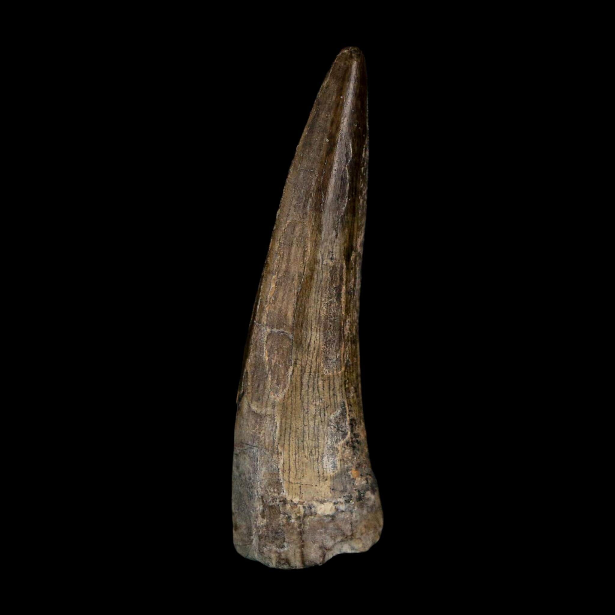1.4" Suchomimus Fossil Tooth Cretaceous Spinosaurid Dinosaur Elraz FM Niger COA - Fossil Age Minerals