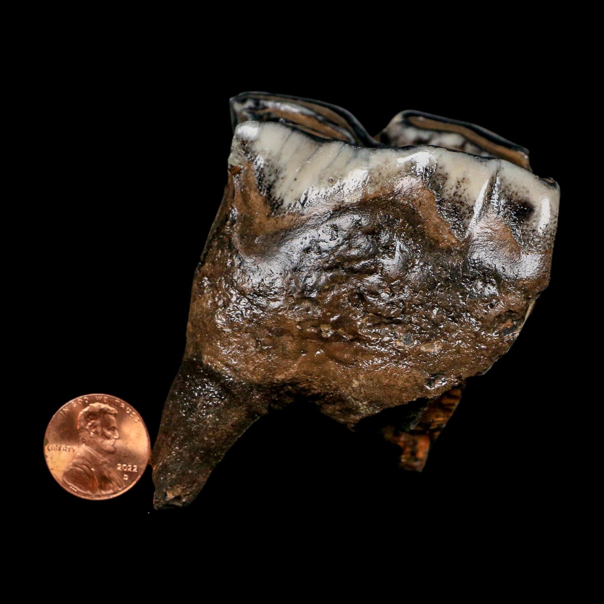 2.9" Woolly Rhinoceros Fossil Rooted Tooth Pleistocene Age Megafauna Russia COA