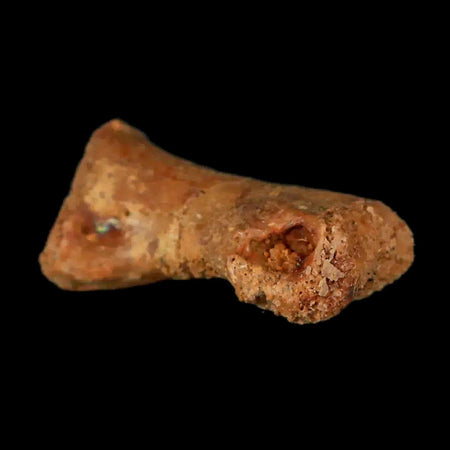 0.9" Dromaeosaurid Raptor Fossil Limb Toe Bone Cretaceous Dinosaur COA, Display