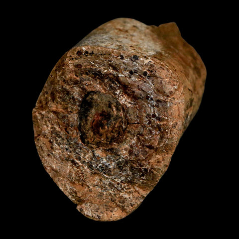 2.3" Allosaurus Fossil Metatarsal Bone Morrison FM Colorado Jurassic Dinosaur COA Stand