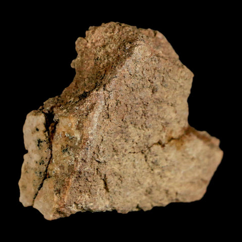 1.5" Ankylosaurus Fossil Skull Bone Judith River FM Cretaceous Dinosaur MT COA