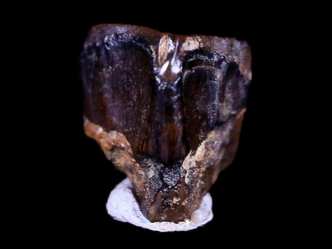 0.3" Lambeosaurus Fossil Tooth Judith River FM Montana Cretaceous Dinosaur COA - Fossil Age Minerals