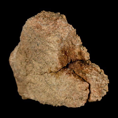 1.5" Ankylosaurus Fossil Skull Bone Judith River FM Cretaceous Dinosaur MT COA