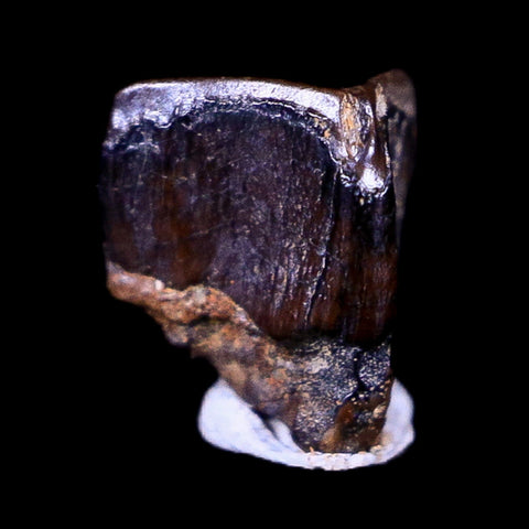 0.3" Lambeosaurus Fossil Tooth Judith River FM Montana Cretaceous Dinosaur COA - Fossil Age Minerals