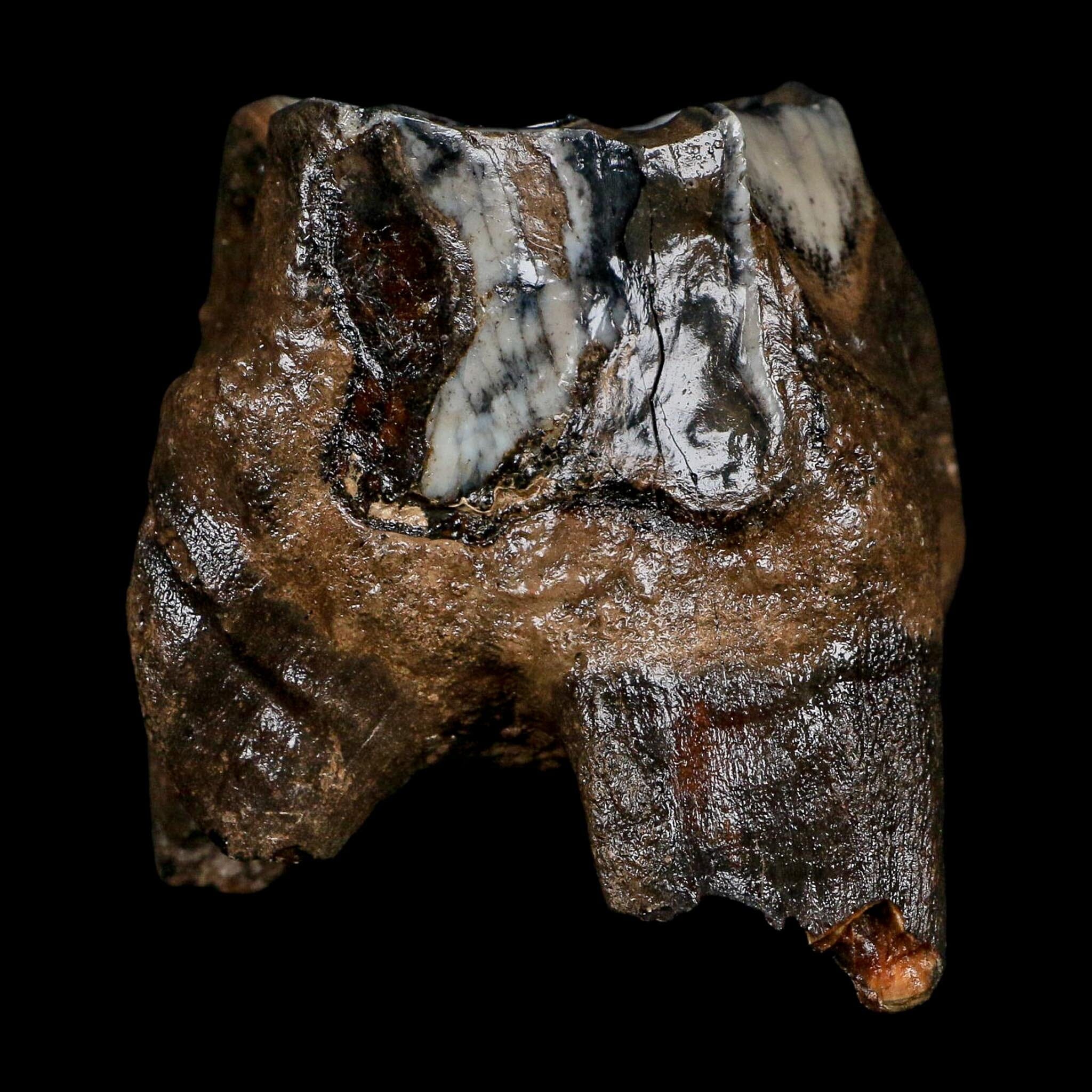 2.9" Woolly Rhinoceros Fossil Rooted Tooth Pleistocene Age Megafauna Russia COA