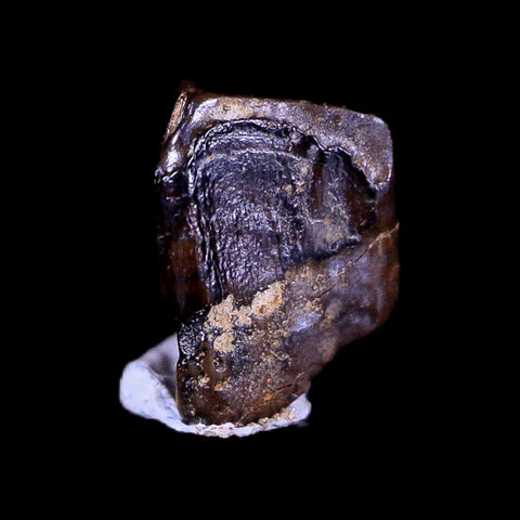 0.3" Lambeosaurus Fossil Tooth Judith River FM Montana Cretaceous Dinosaur COA - Fossil Age Minerals