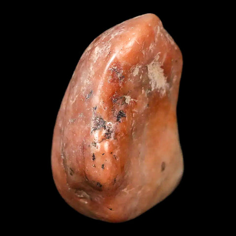 1.6" Sauropod Dinosaur Stomach Stone Gastrolith Rock Gizzard Stone COA - Fossil Age Minerals