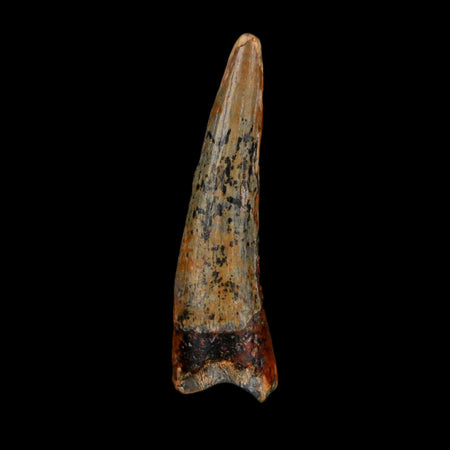 1.3" Suchomimus Fossil Tooth Cretaceous Spinosaurid Dinosaur Elraz FM Niger COA