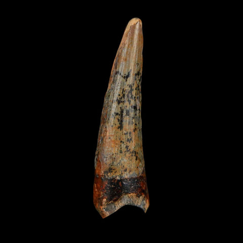 1.3" Suchomimus Fossil Tooth Cretaceous Spinosaurid Dinosaur Elraz FM Niger COA - Fossil Age Minerals
