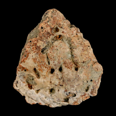 1.1" Ankylosaurus Fossil Scute Bone Judith River FM Cretaceous Dinosaur MT COA