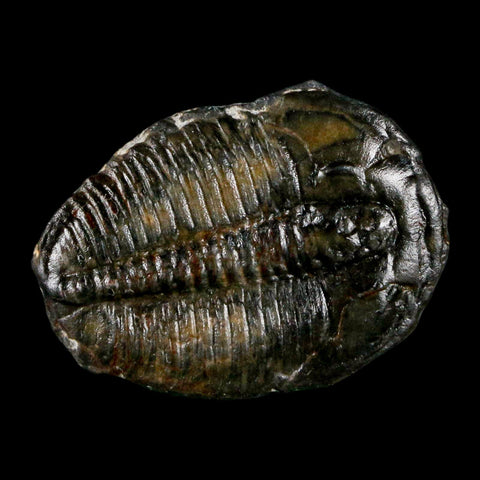 1.2" Elrathia Kingi Trilobite Fossil Utah Cambrian Age 521 Million Years Old COA - Fossil Age Minerals