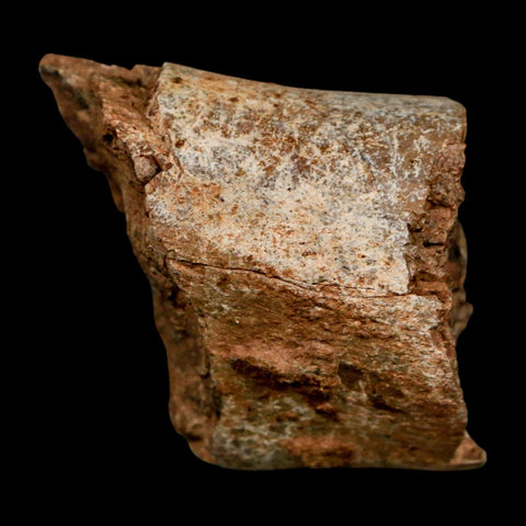 2.3" Allosaurus Fossil Metatarsal Bone Morrison FM Colorado Jurassic Dinosaur COA Stand